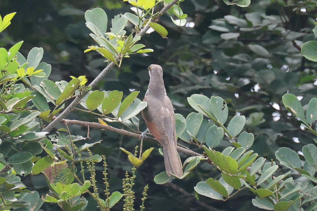 Yellow-billed Cuckoo - ML645521723