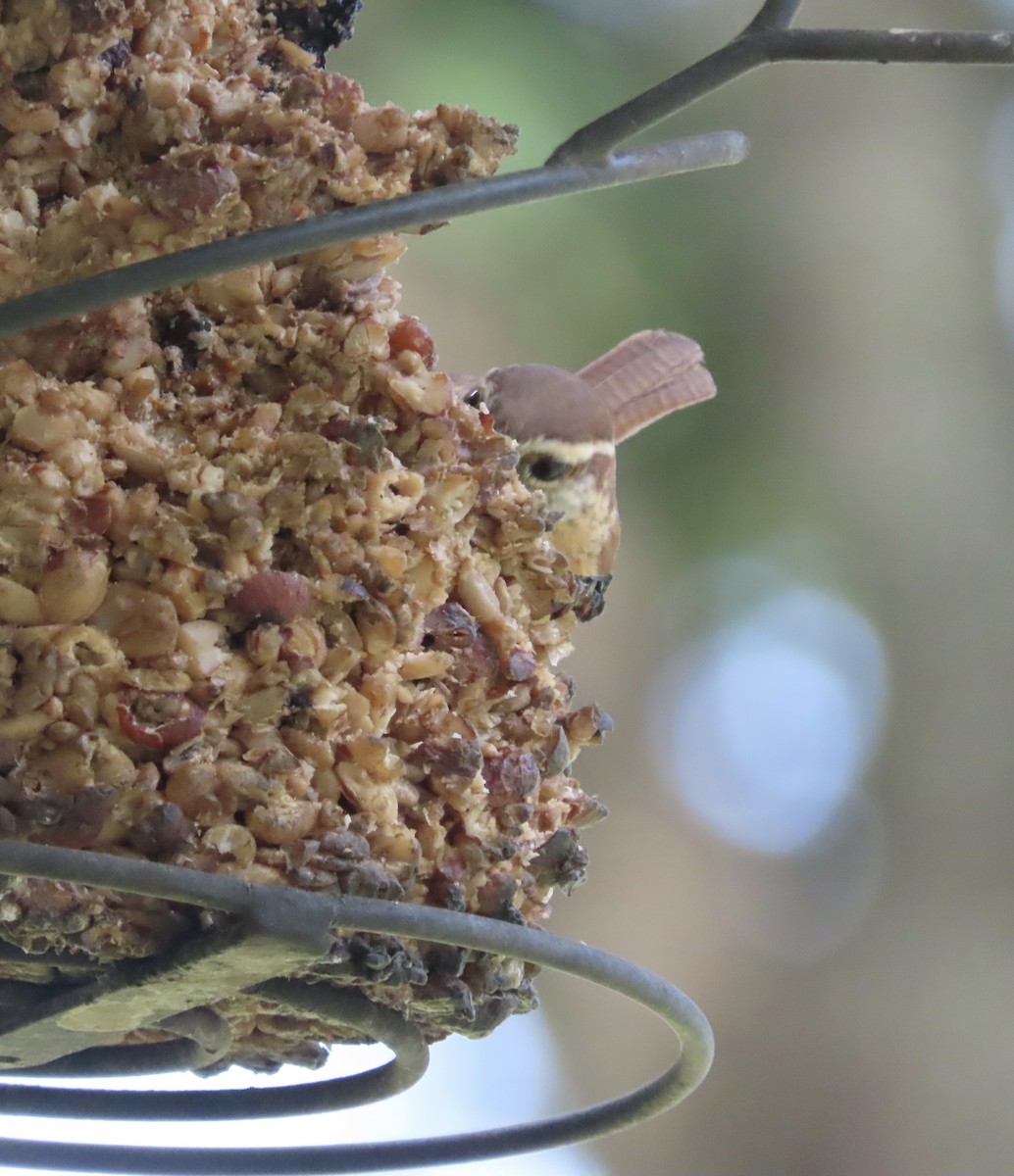 Carolina Wren - ML645521762