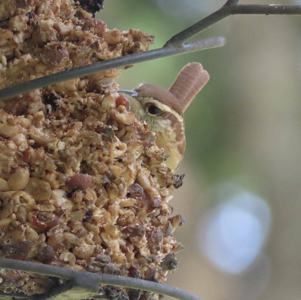 Carolina Wren - ML645521763