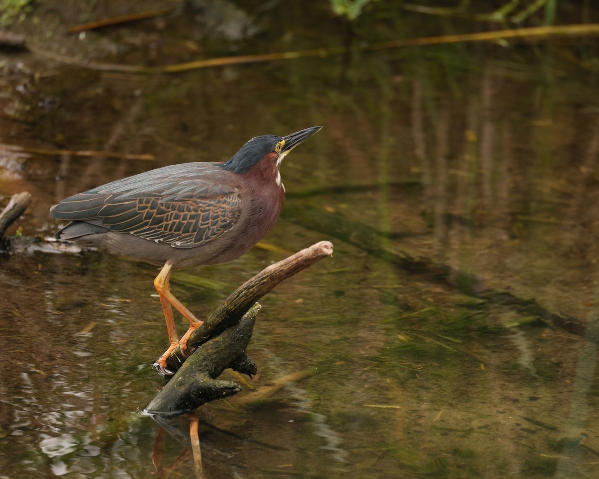 Green Heron - ML645521775