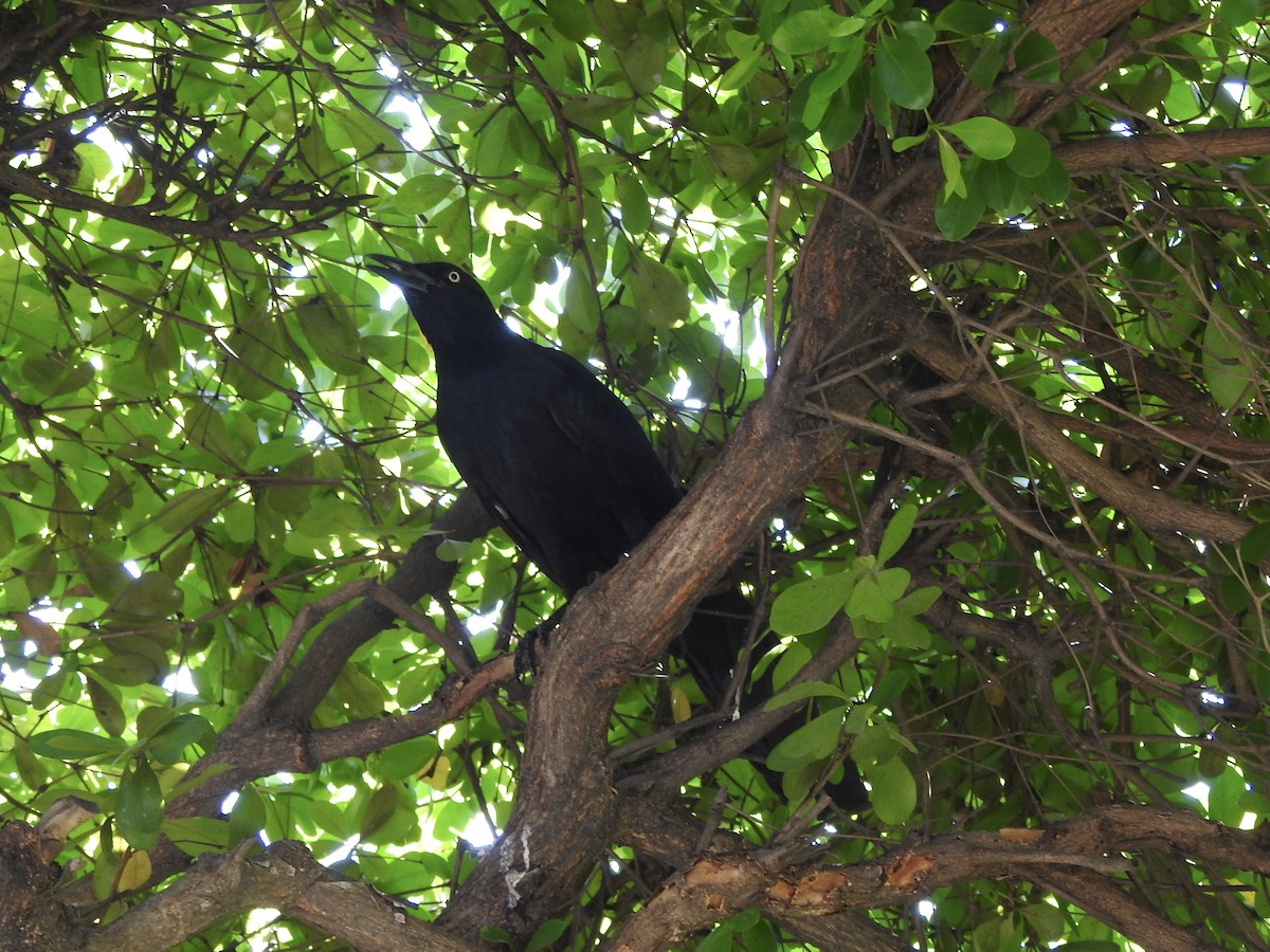 Great-tailed Grackle - ML645521780