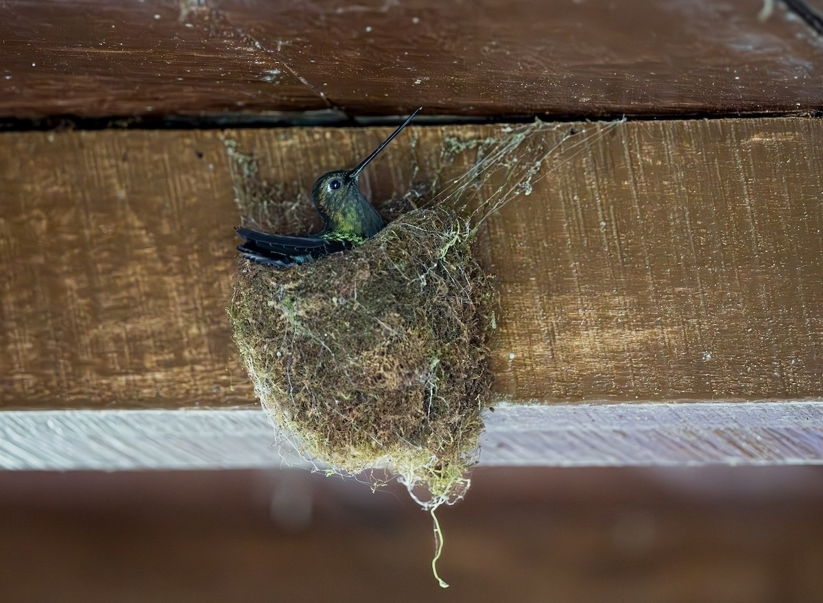 Green-fronted Lancebill - ML645521787
