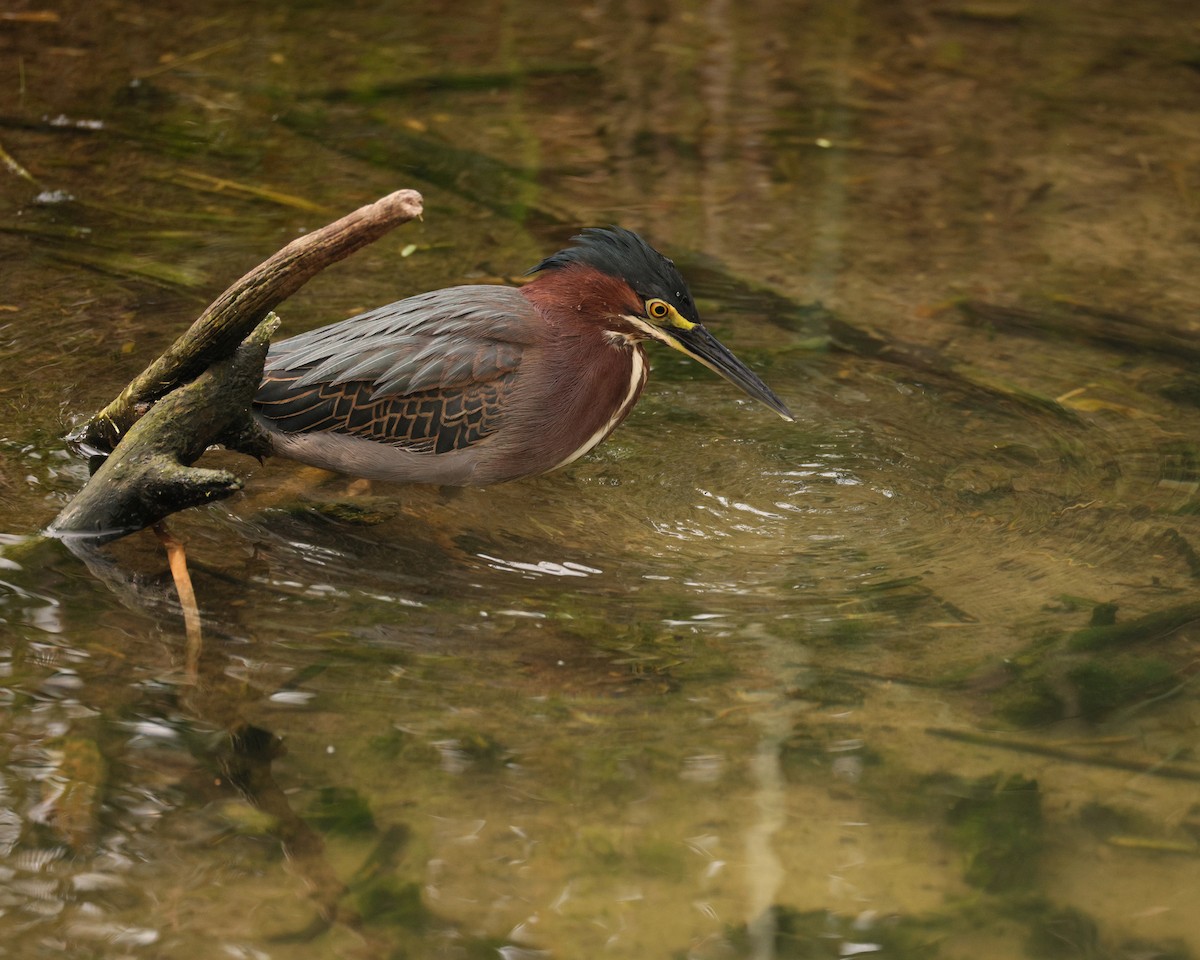 Green Heron - ML645521788