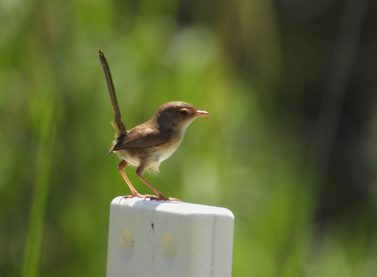 Red-backed Fairywren - ML645521789