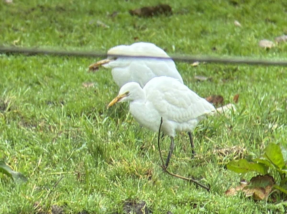 Western Cattle-Egret - ML645521795