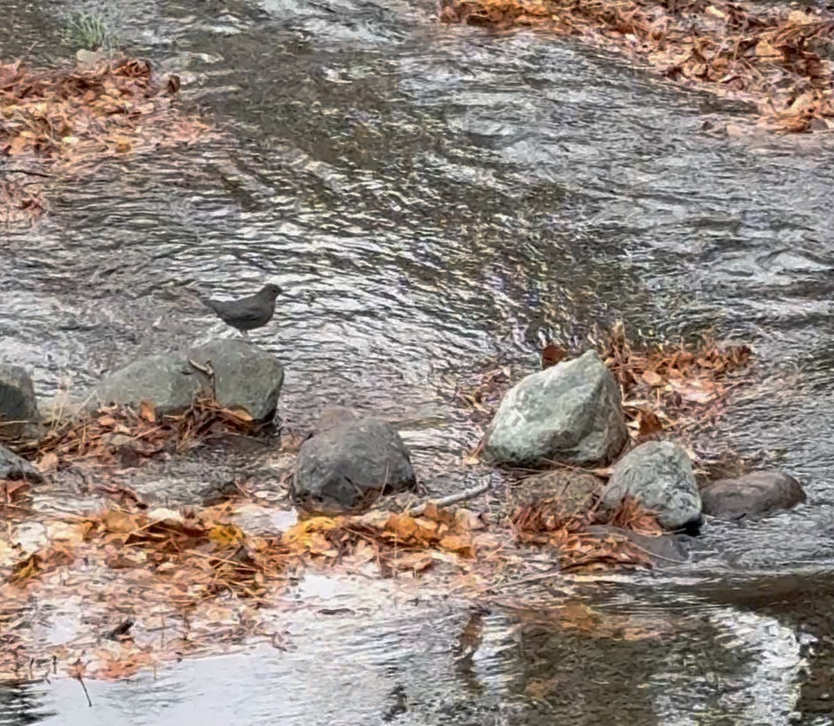 American Dipper - ML645521797