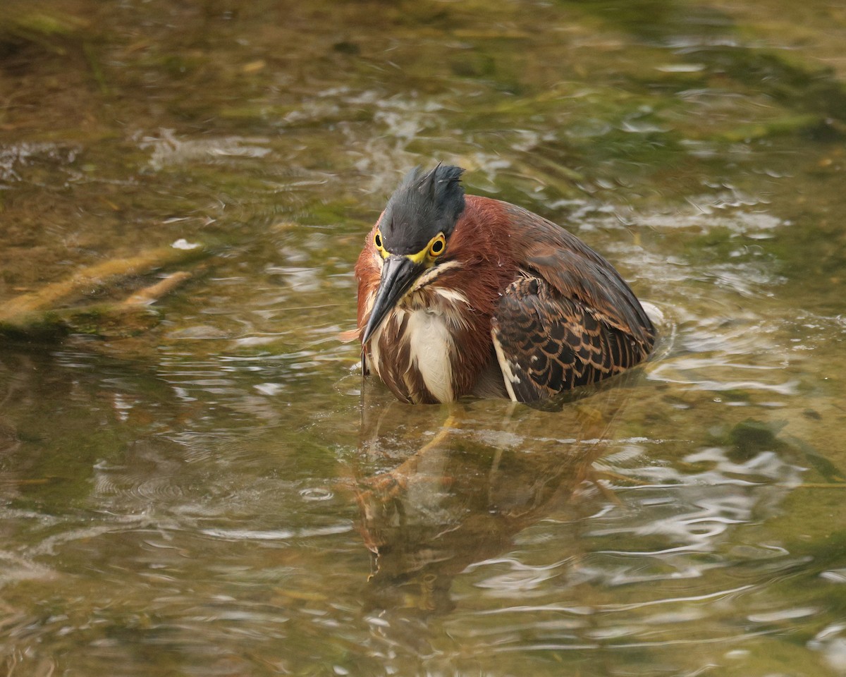 Green Heron - ML645521804