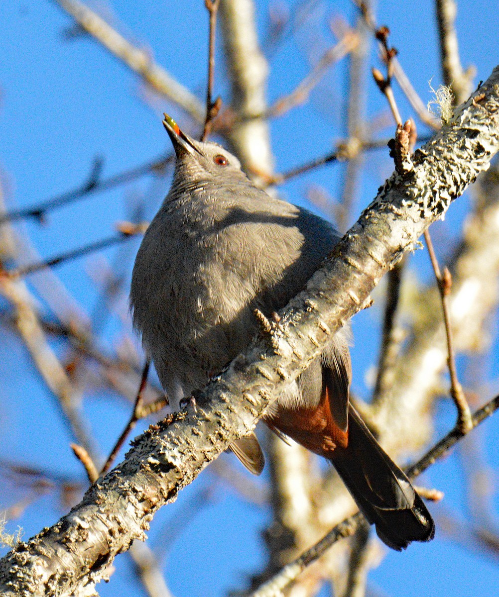 Gray Catbird - ML645521806