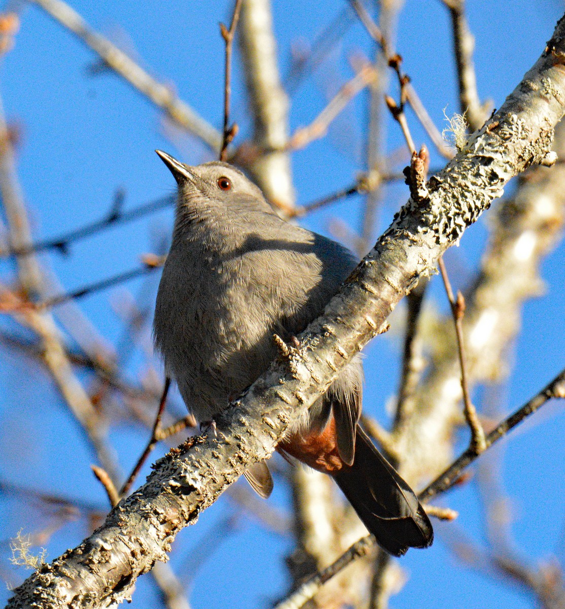 Gray Catbird - ML645521807