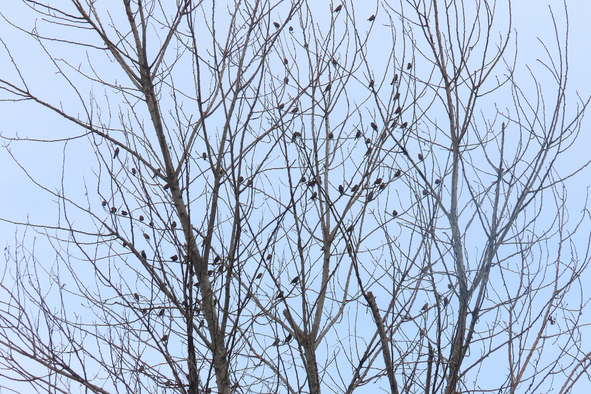 Red-winged Blackbird - ML645521809