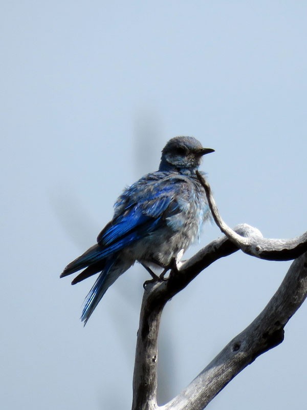 Mountain Bluebird - ML64552181