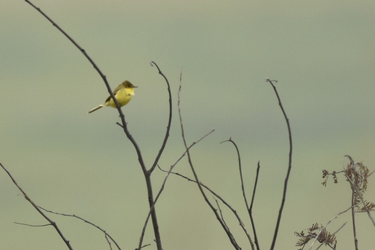 Hypolaïs jaune - ML645521838