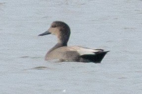 Серая утка - ML645521840