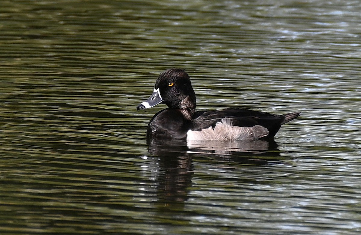 Ring-necked Duck - ML645521841
