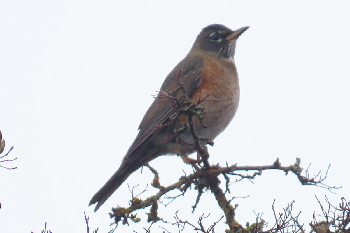 American Robin - ML645521842