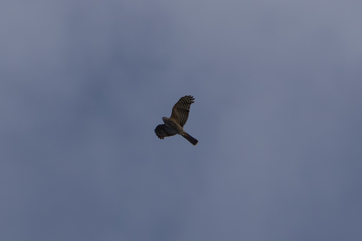 Sharp-shinned Hawk - ML645521843