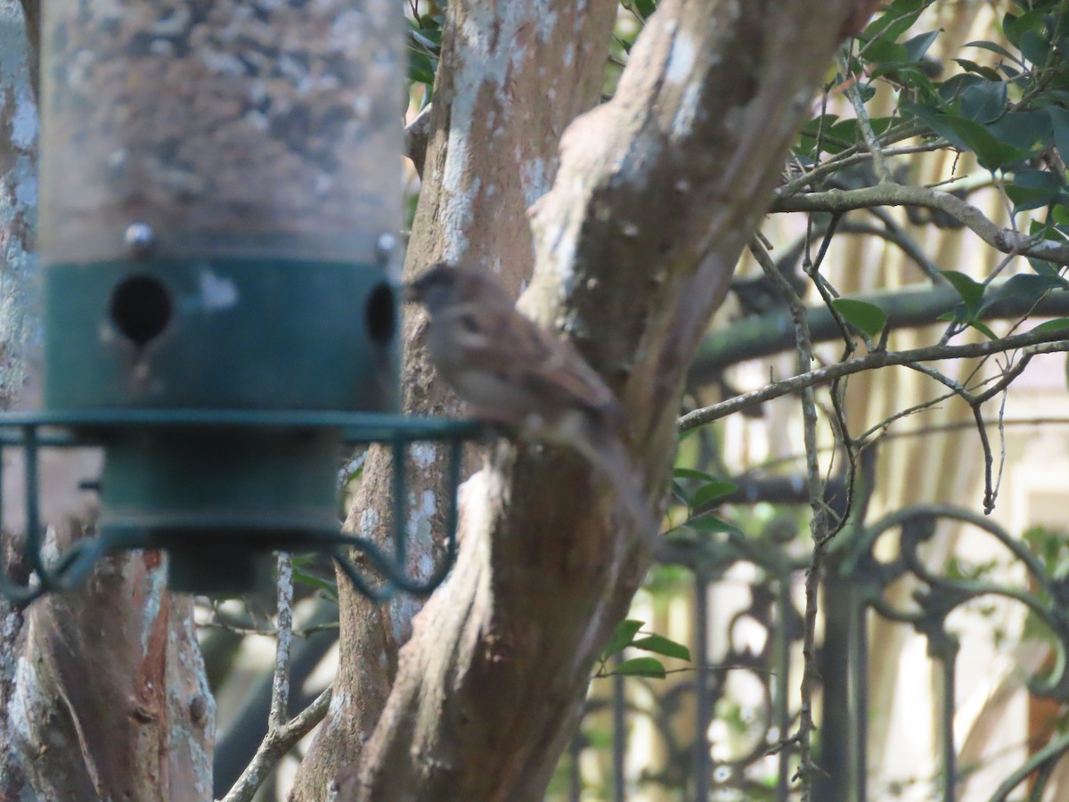 House Sparrow - ML645521849