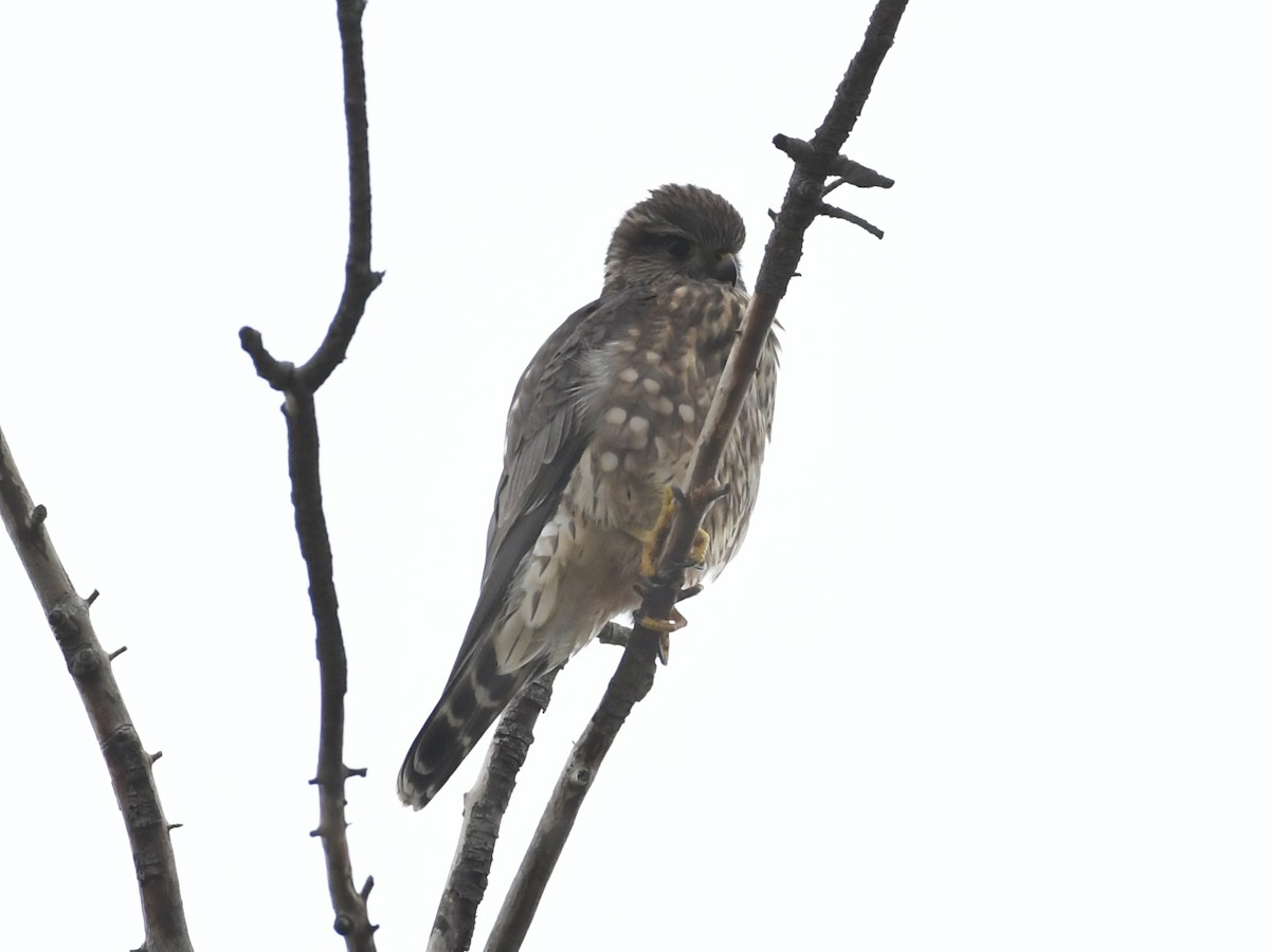 Merlin - ML645521853