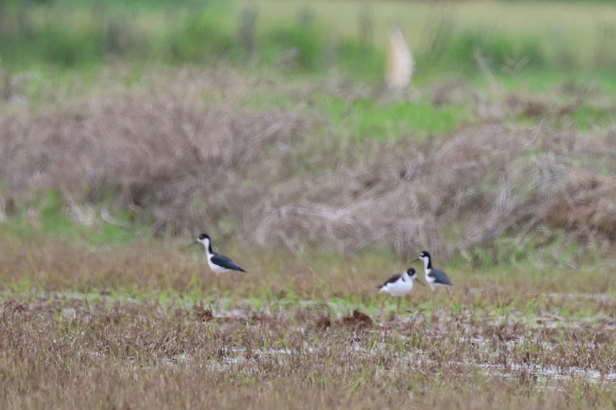Black-necked Stilt - ML645521854