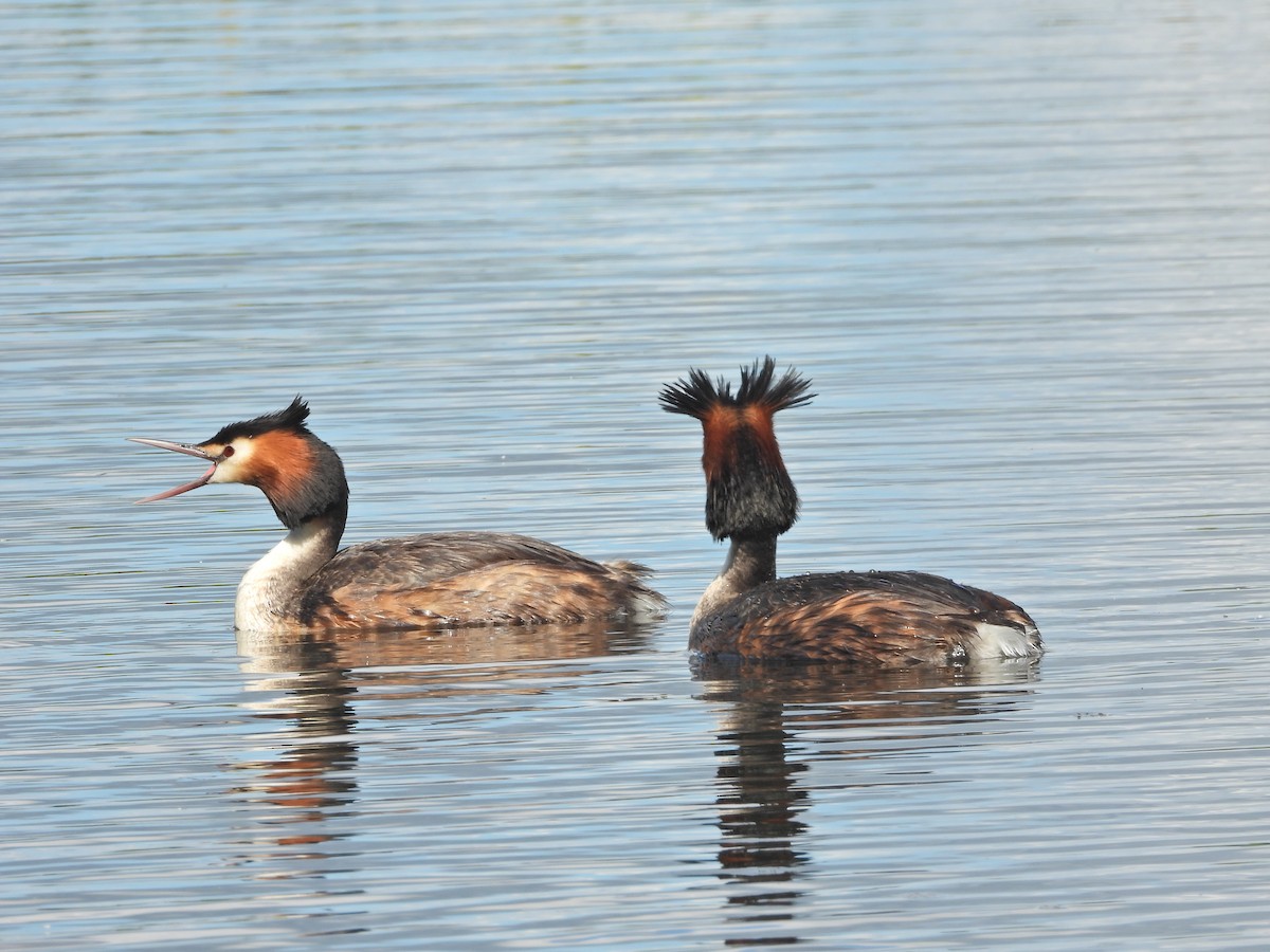 Great Crested Grebe - ML645521855