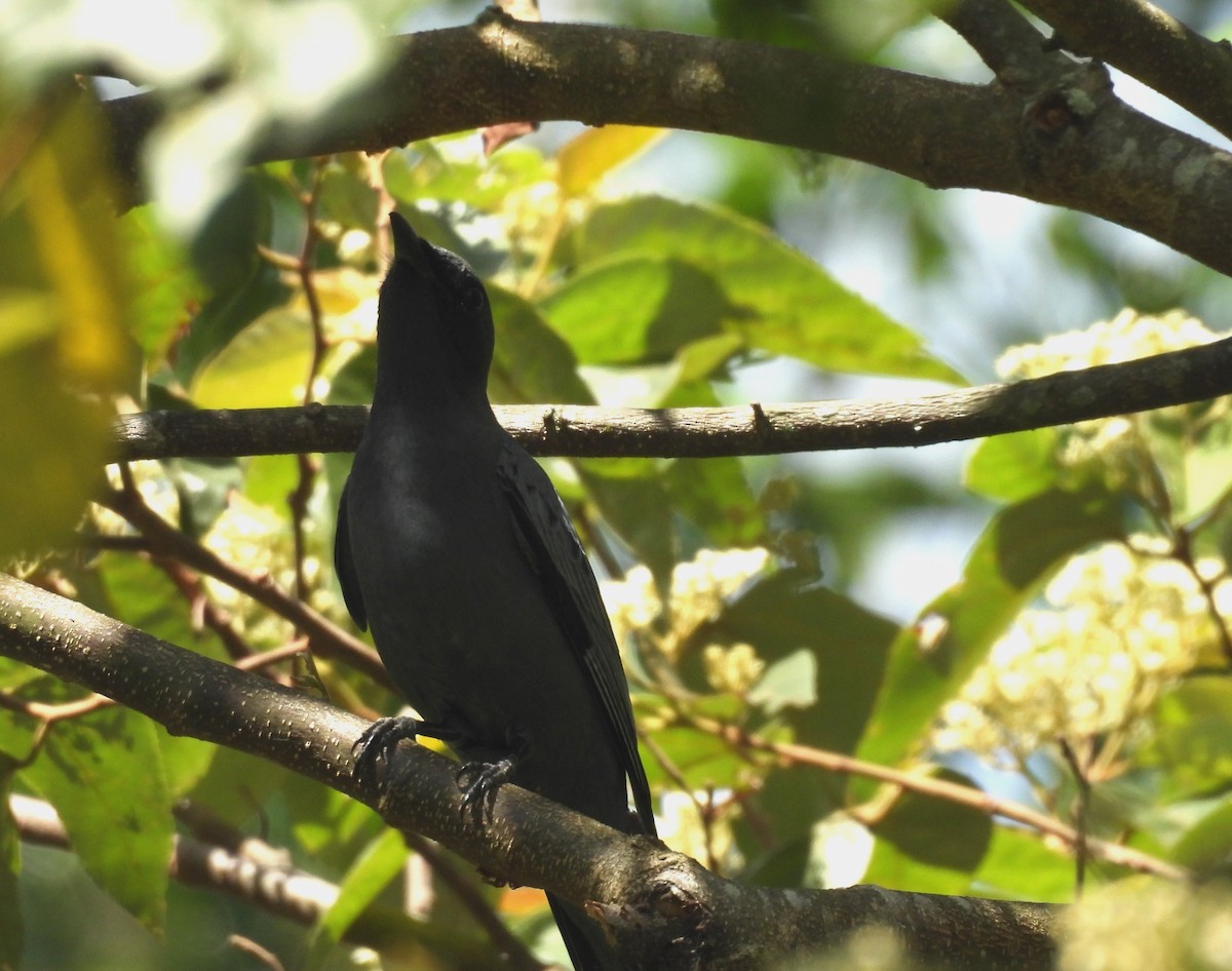 Sahul Cicadabird - ML645521856