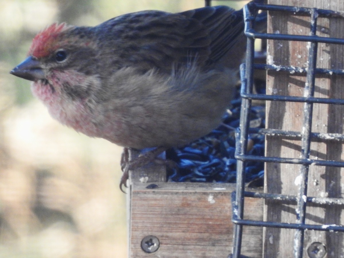 Cassin's Finch - ML645521858