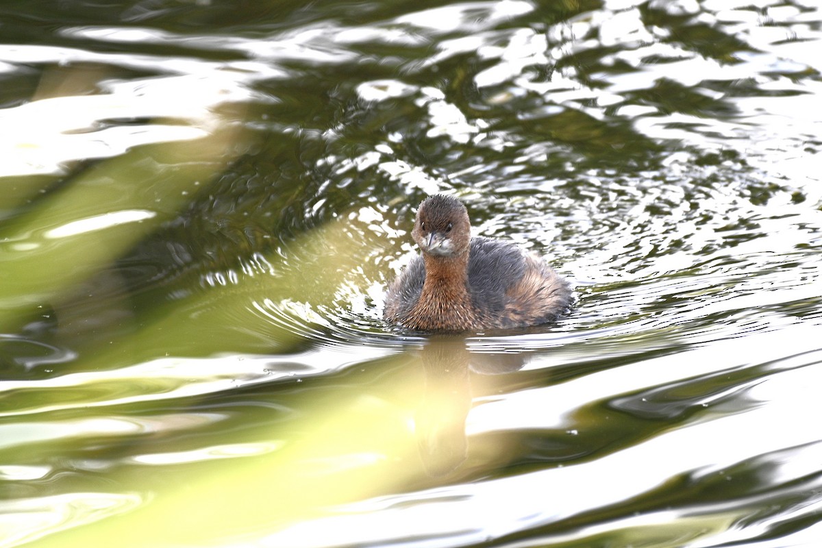 Pied-billed Grebe - ML645521862