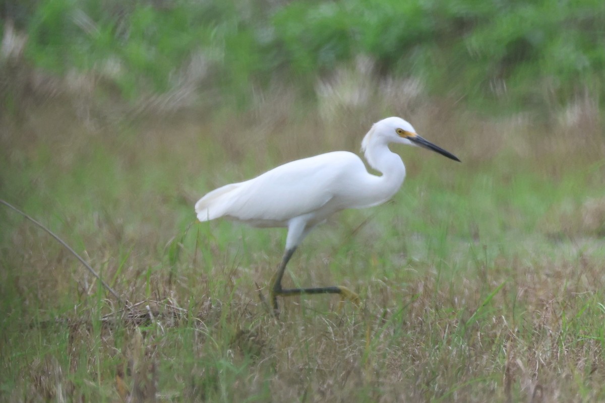 Snowy Egret - ML645521863