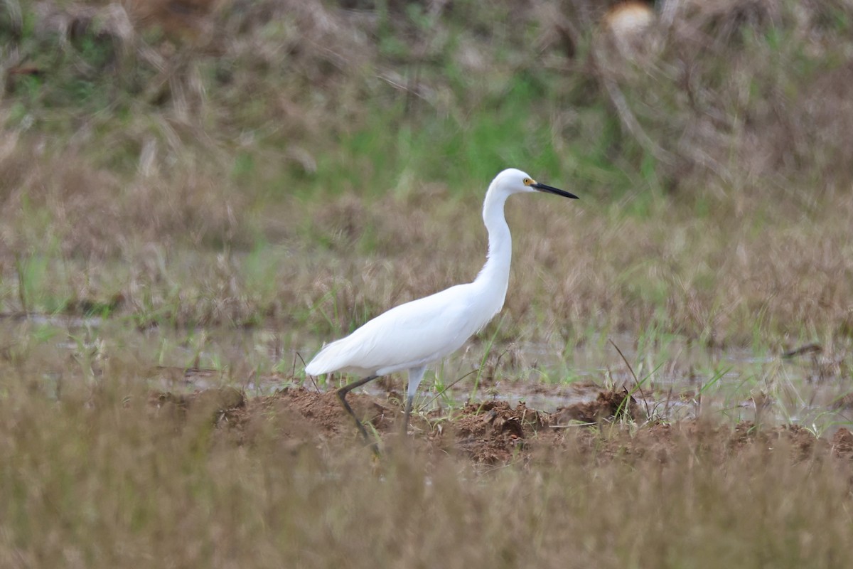 Snowy Egret - ML645521864