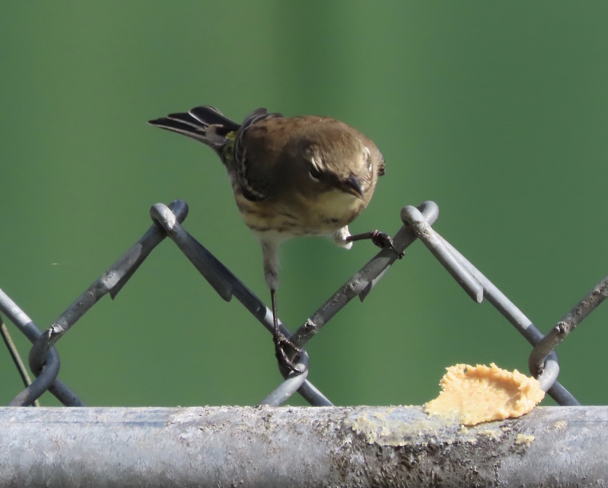 Yellow-rumped Warbler (Myrtle) - ML645521869
