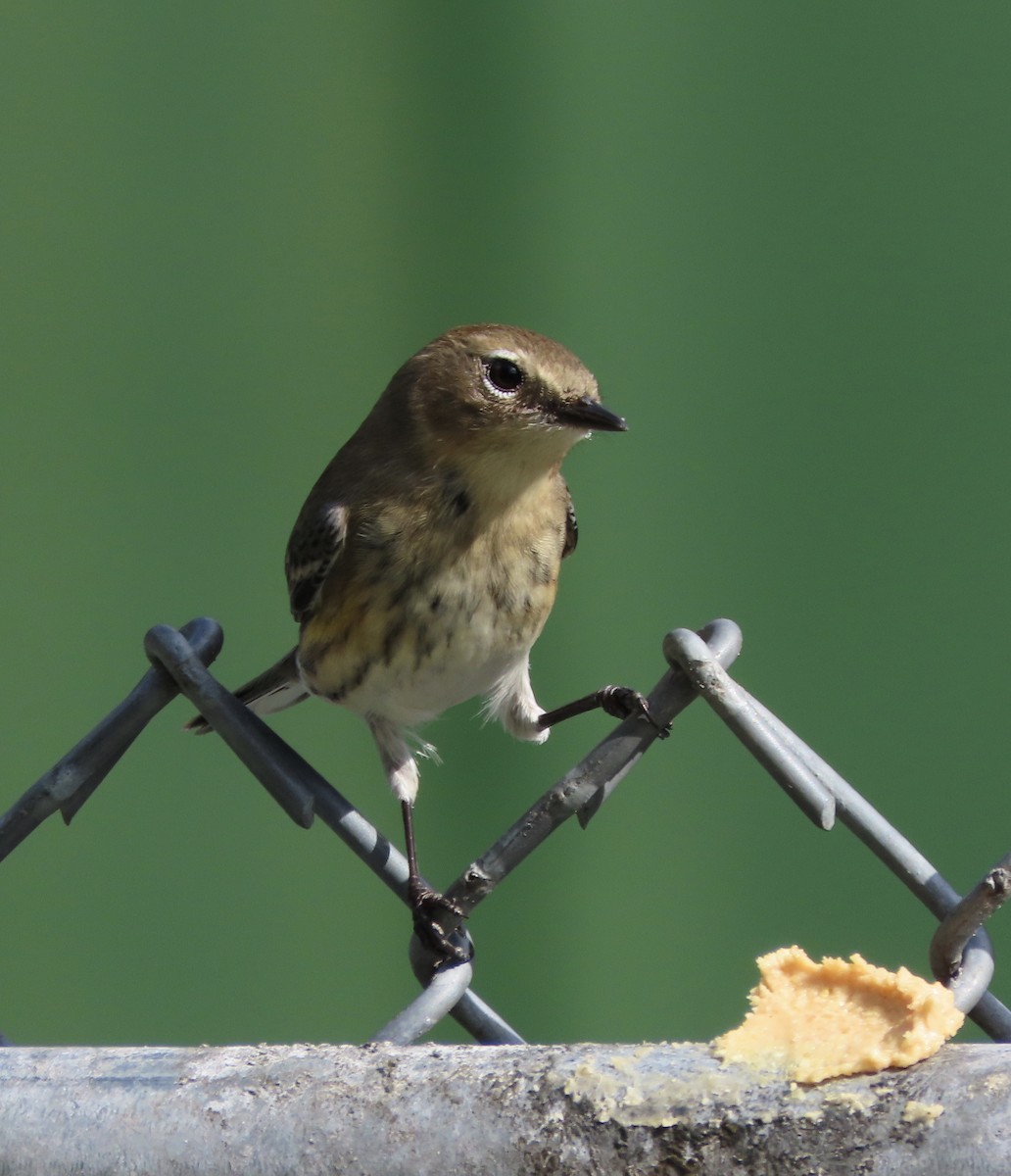 Yellow-rumped Warbler (Myrtle) - ML645521870