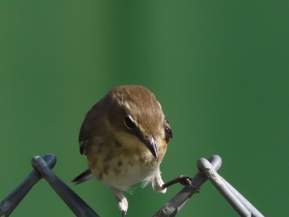 Yellow-rumped Warbler (Myrtle) - ML645521871