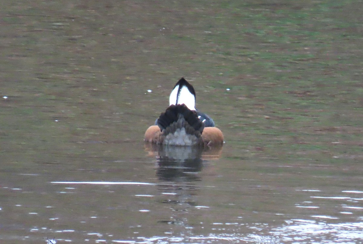 Hooded Merganser - ML645521872