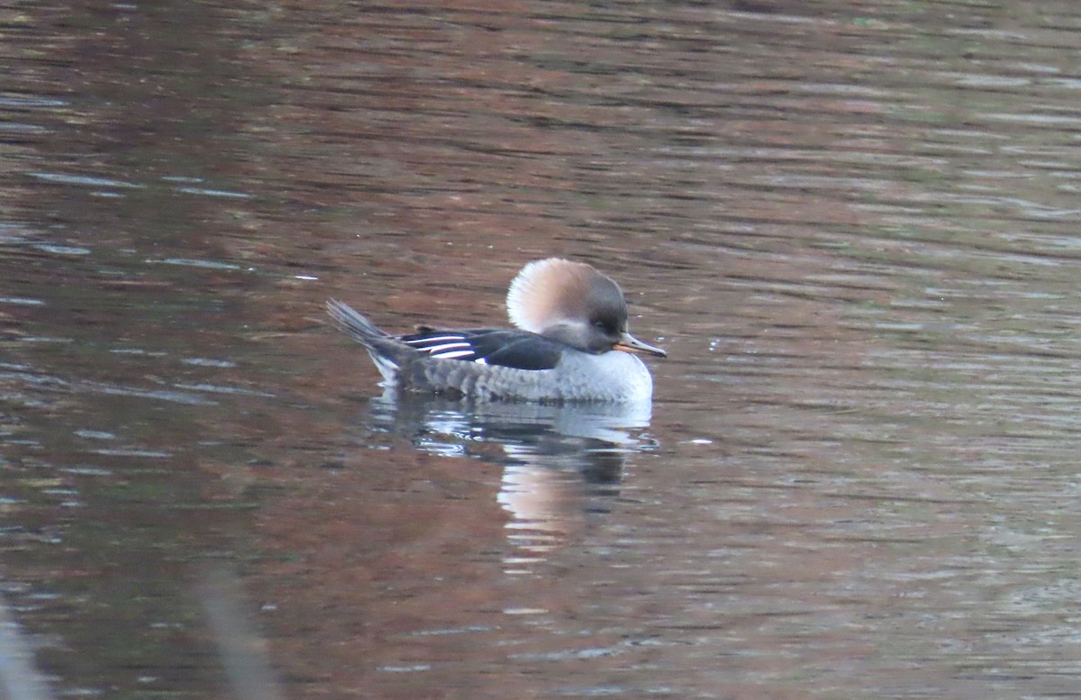 Hooded Merganser - ML645521873