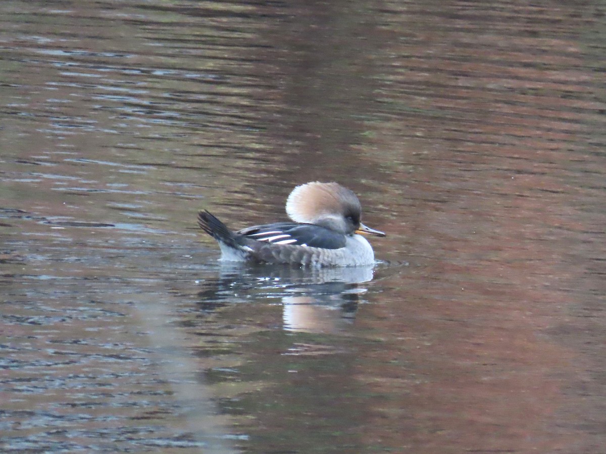 Hooded Merganser - ML645521874