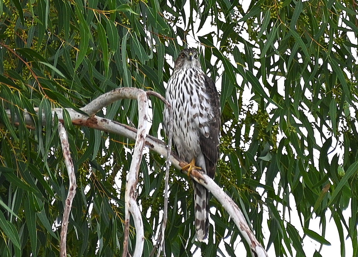 Cooper's Hawk - ML645521878