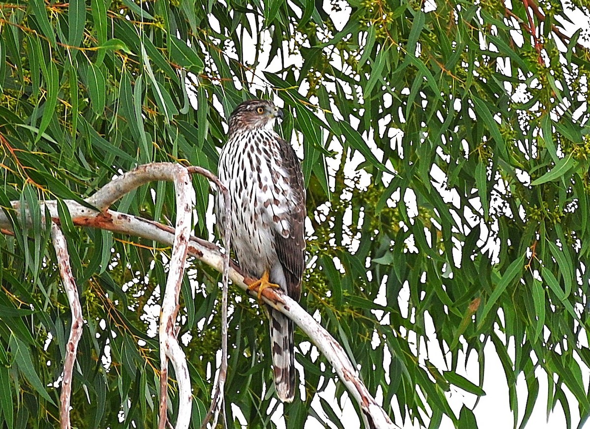 Cooper's Hawk - ML645521879
