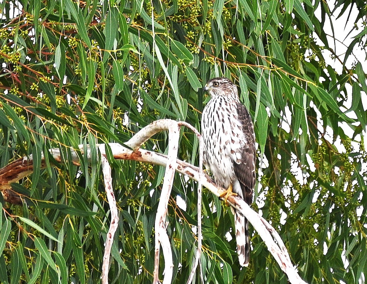 Cooper's Hawk - ML645521880