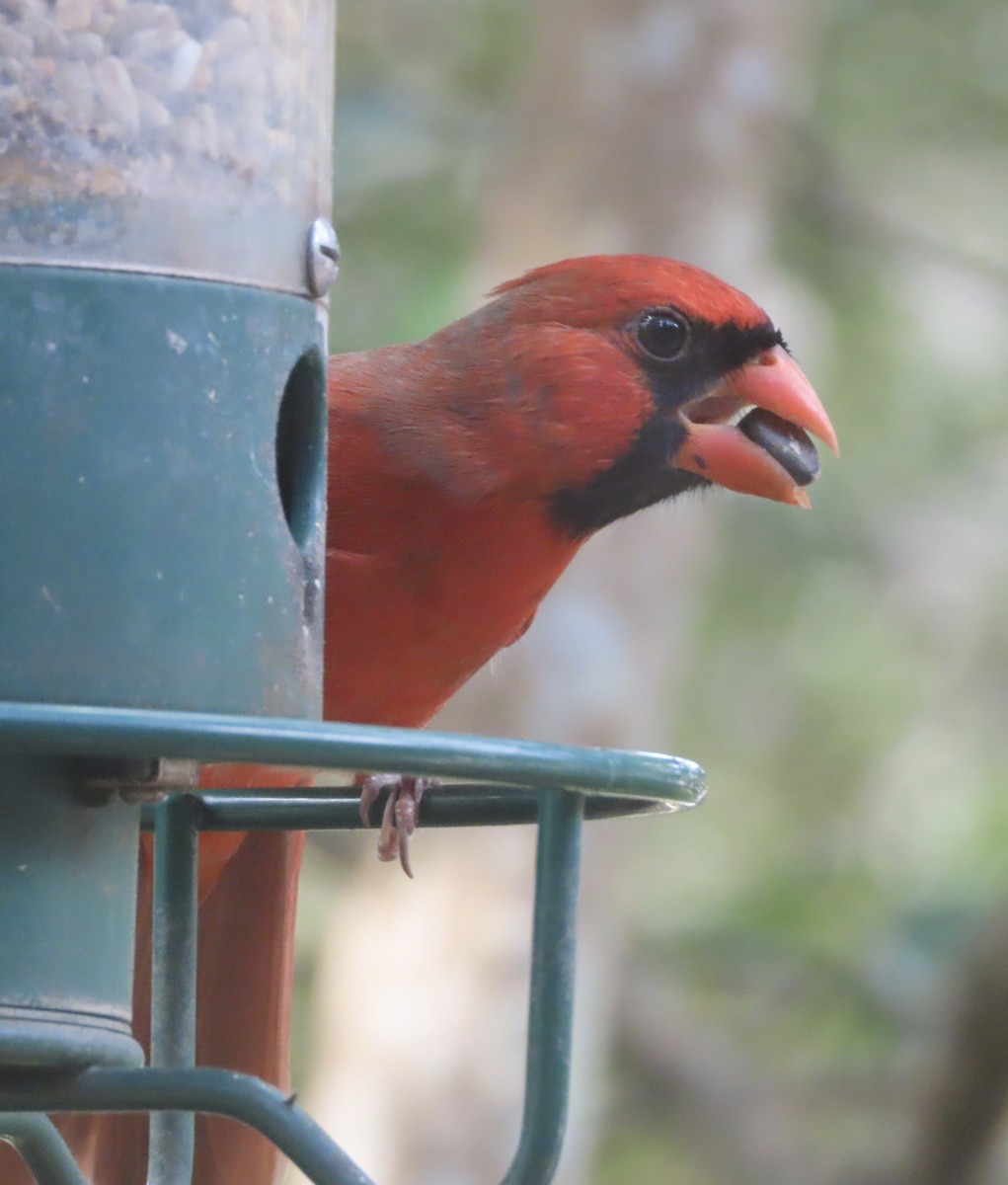 Cardinal rouge - ML645521885