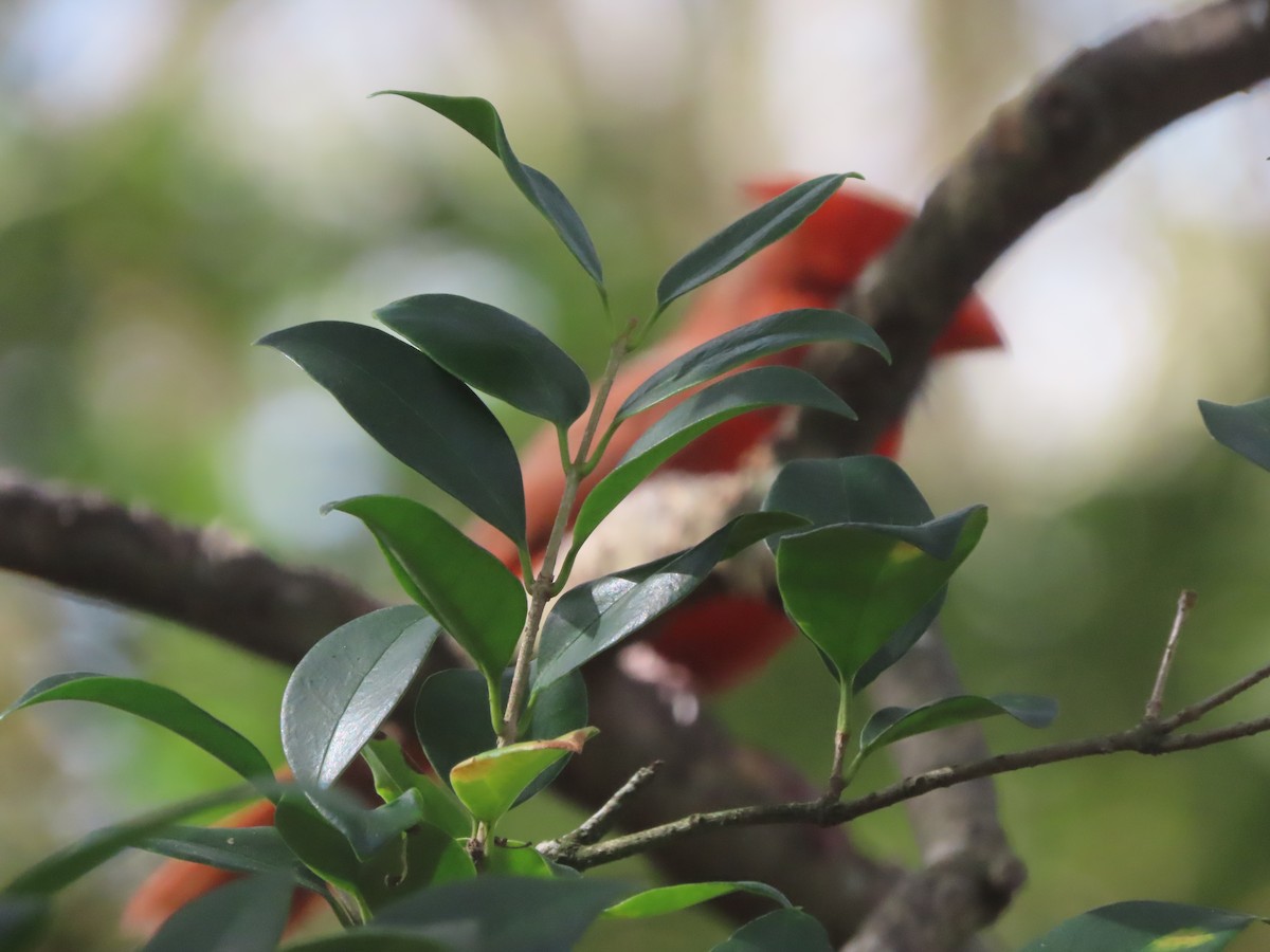 Cardinal rouge - ML645521886