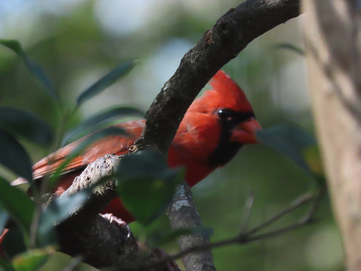 Cardinal rouge - ML645521887