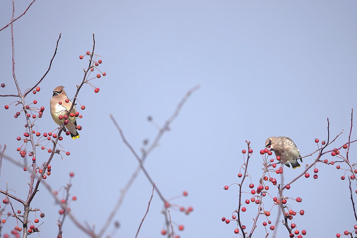 Cedar Waxwing - ML645521900