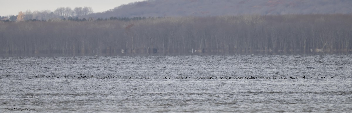 Common Goldeneye - ML645521903