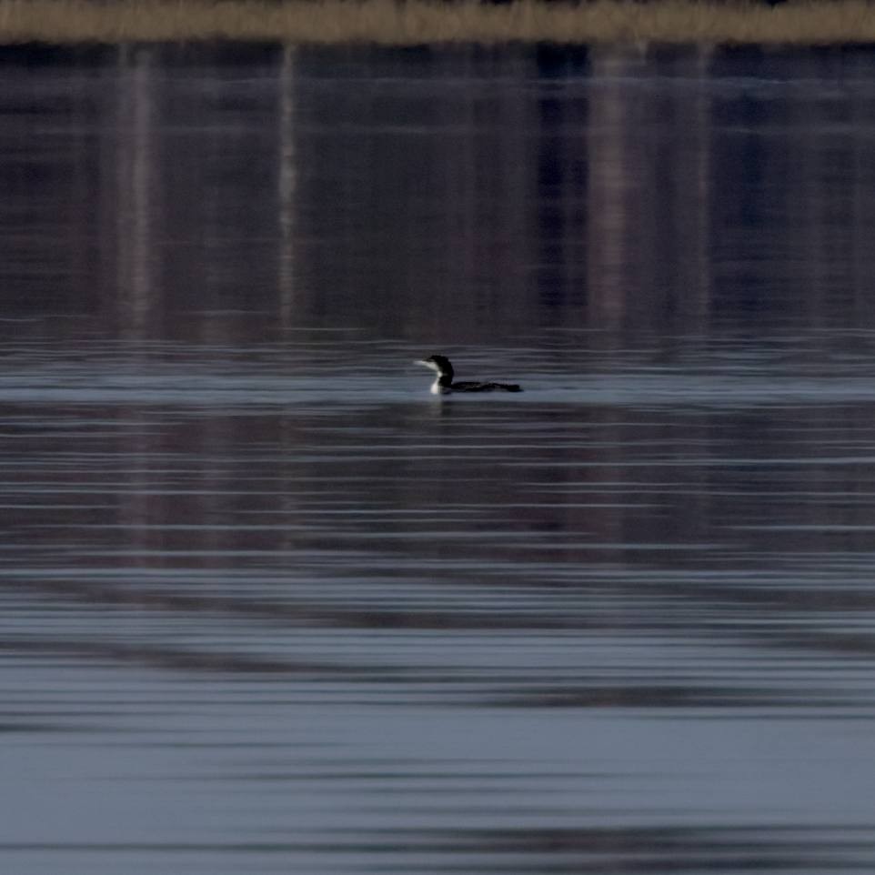 Common Loon - ML645521914