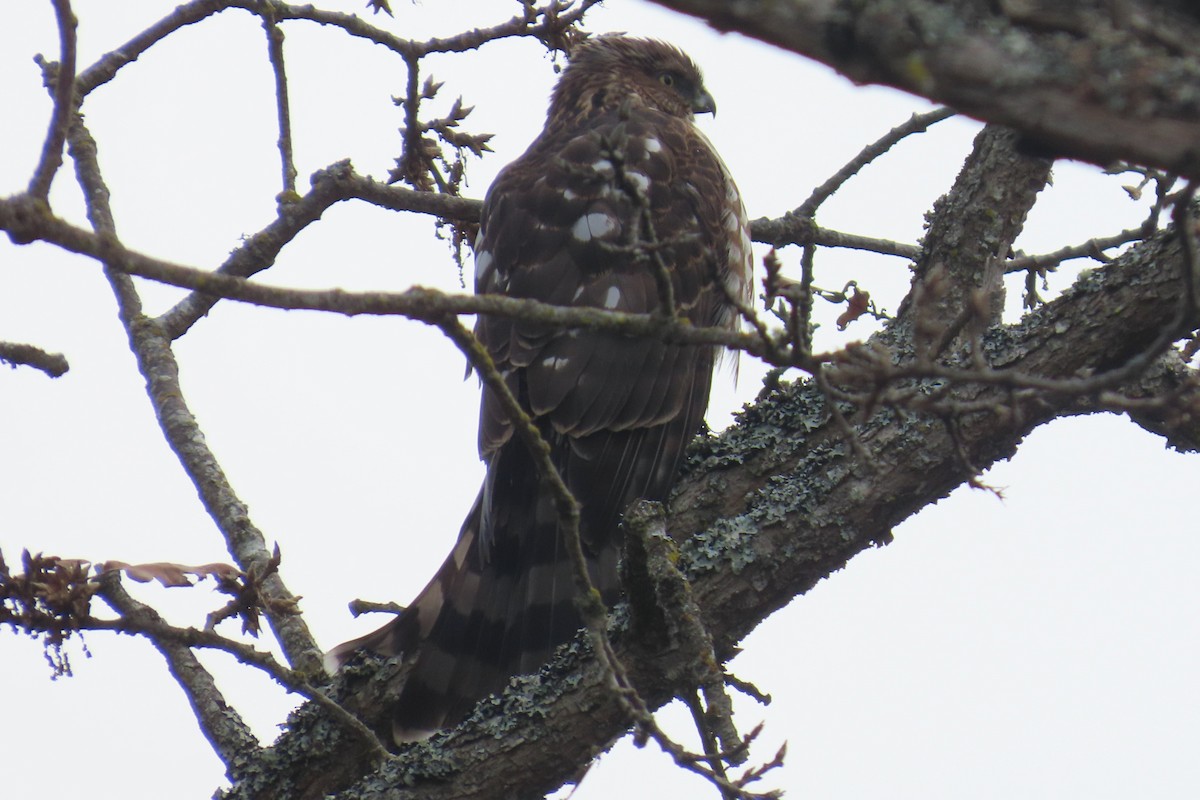 Cooper's Hawk - ML645521936