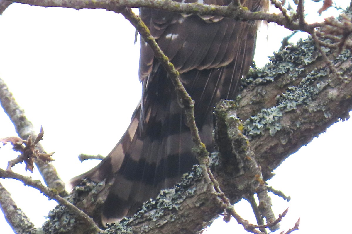 Cooper's Hawk - ML645521945