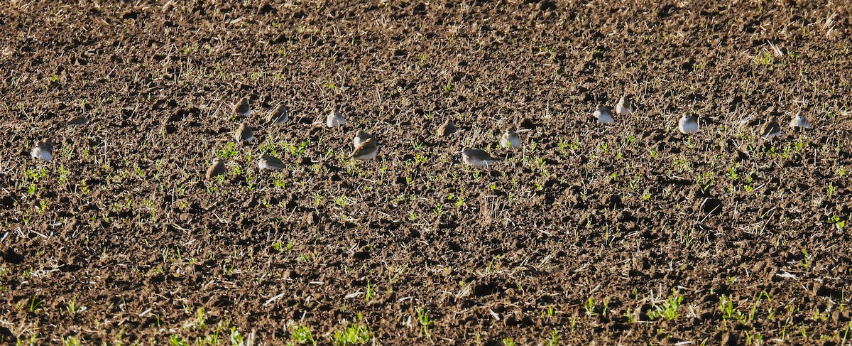 Горный зуёк - ML645521947