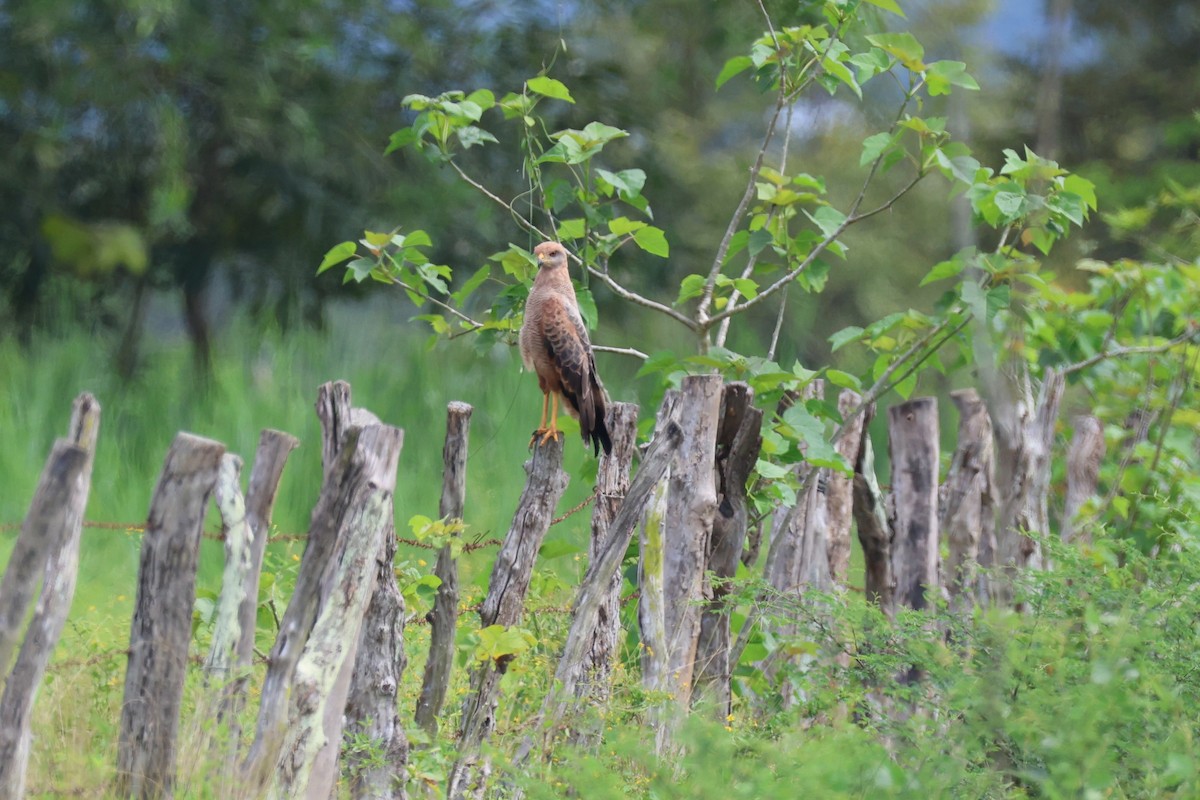 Саванный крабоед - ML645521962