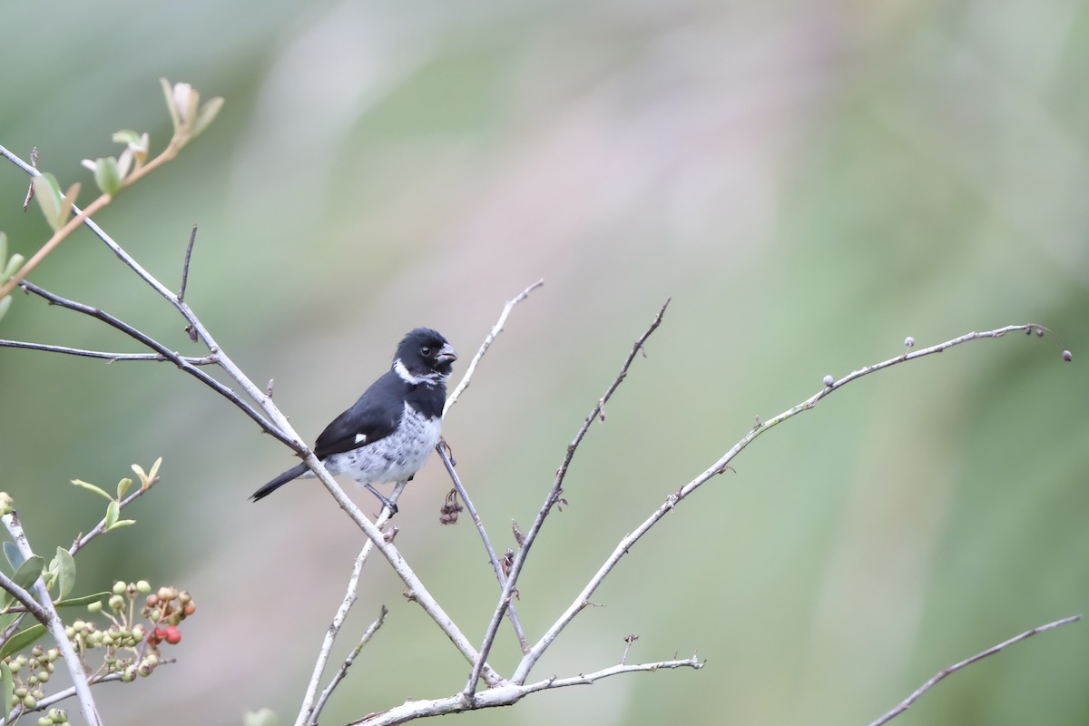 Variable Seedeater - ML645521963
