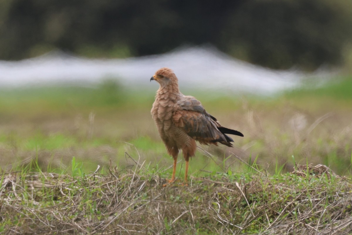 Саванный крабоед - ML645521966